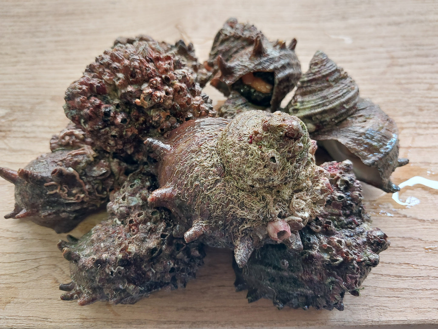 01101.夏季限定生サザエ　1㎏　1,980円