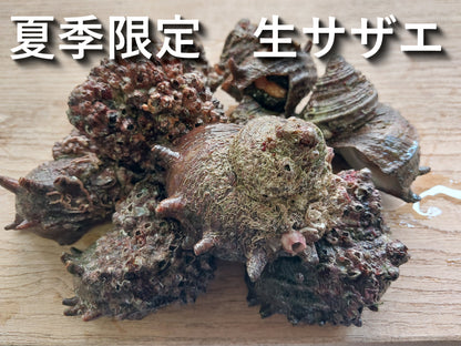 01101.夏季限定生サザエ　1㎏　1,980円