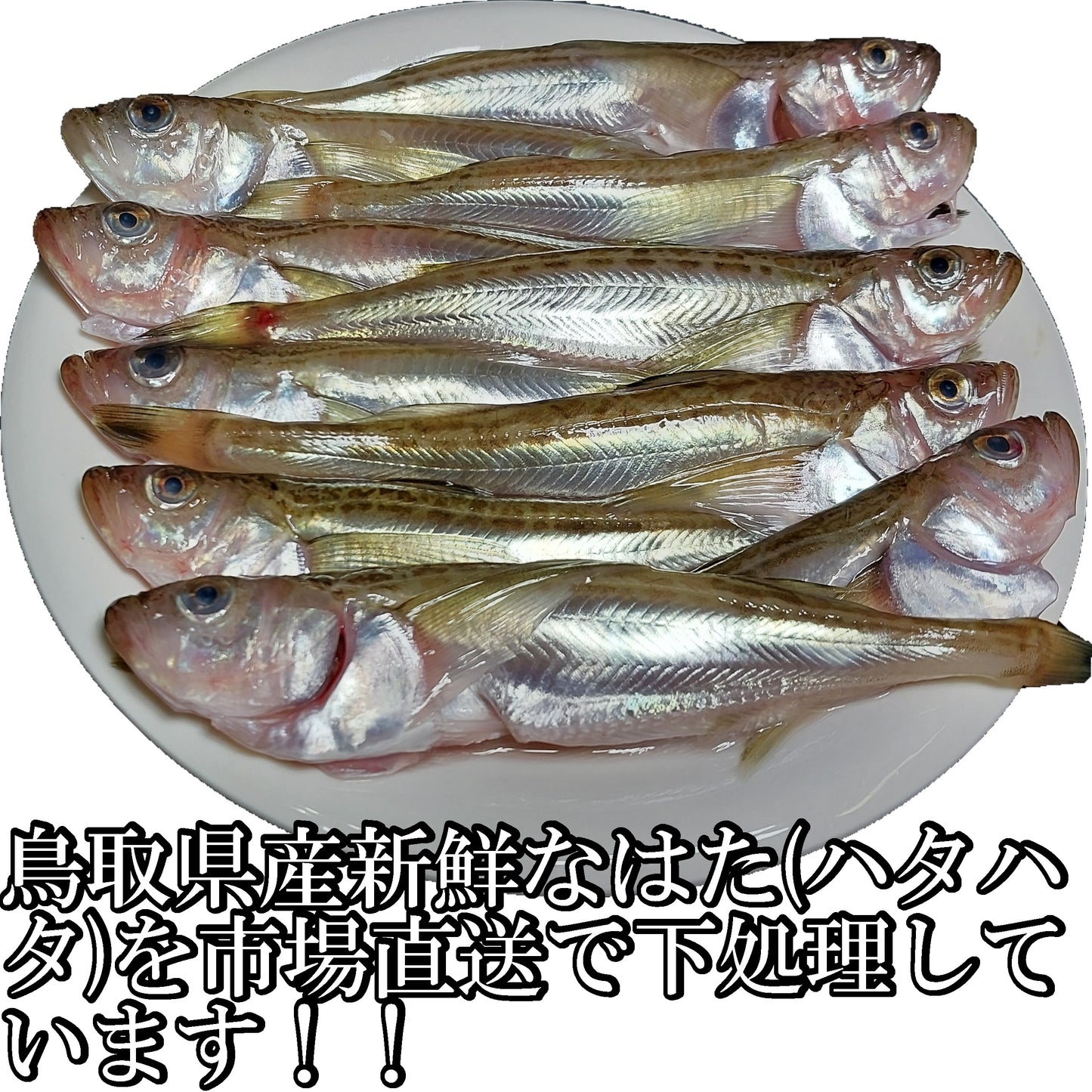 20344.煮付け用ハタ(はたはた)300g 2パックセット　3,400円